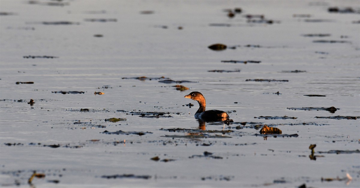 Pied-billed Grebe - ML73099221