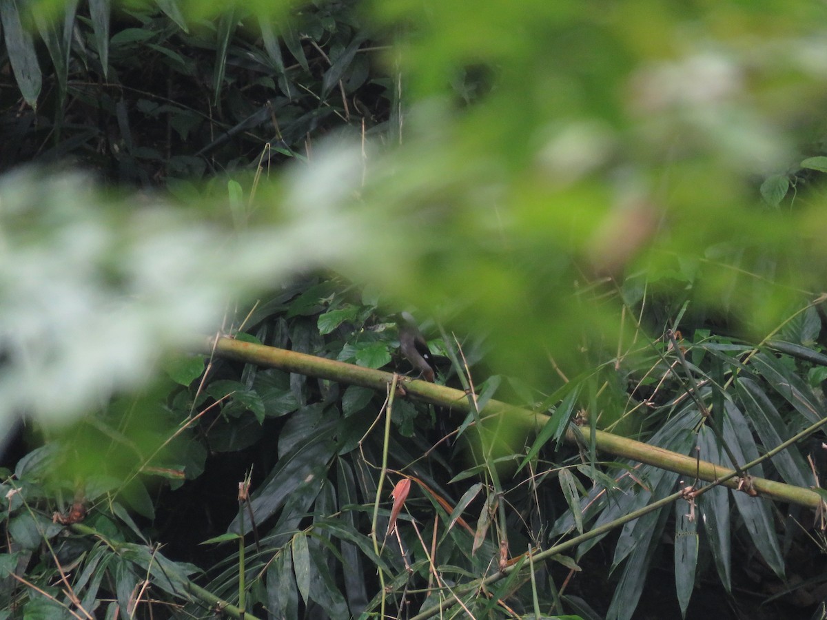 Gray Treepie - Pallab Prakash Saikia