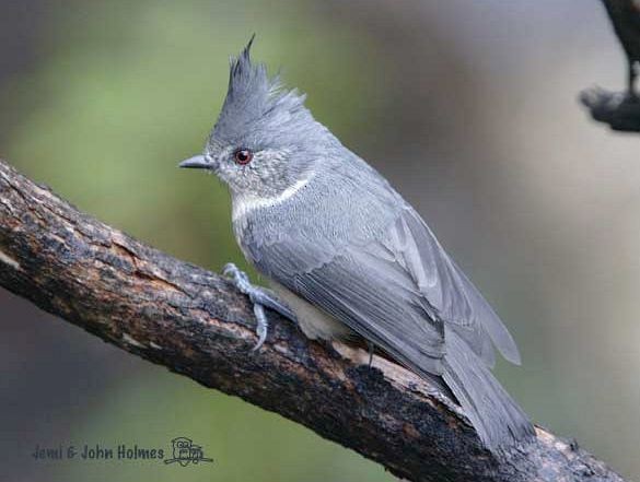 Gray-crested Tit - John and Jemi Holmes
