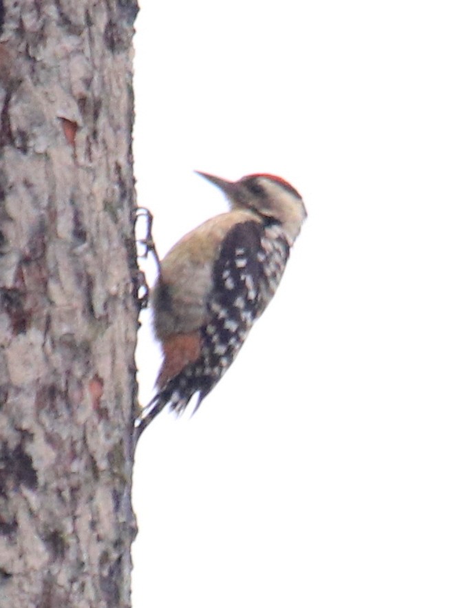 Freckle-breasted Woodpecker - ML73100671