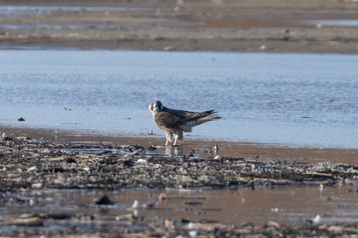 Peregrine Falcon - ML73100871