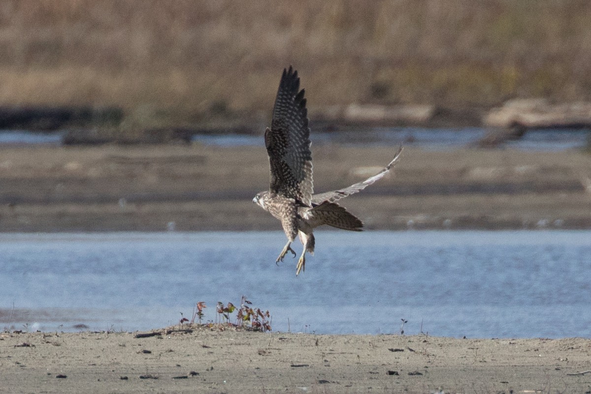 Peregrine Falcon - ML73100881