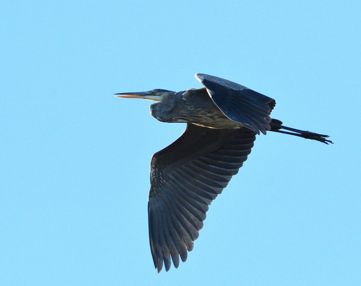 Great Blue Heron - ML73101041