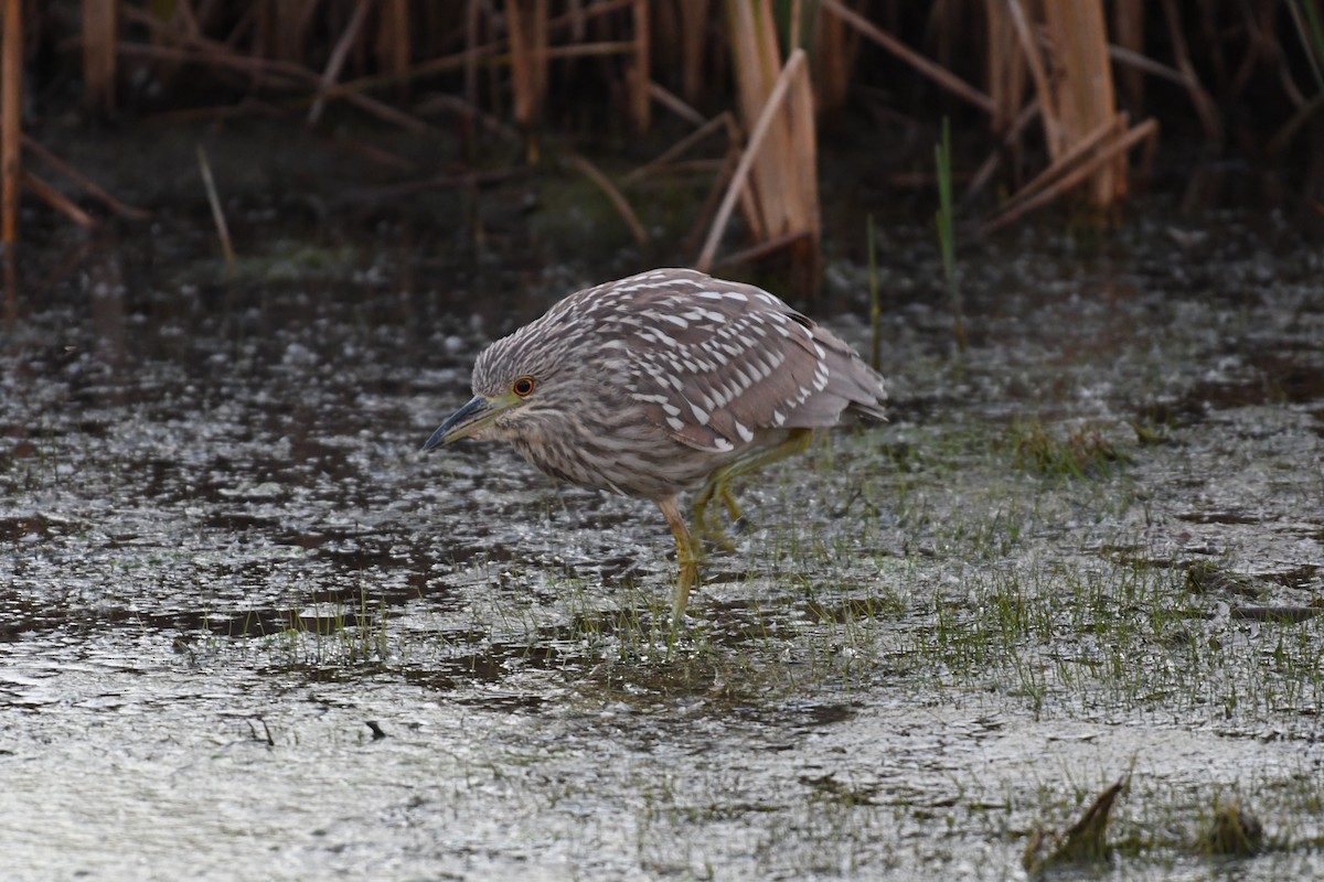 Black-crowned Night Heron - ML73101051