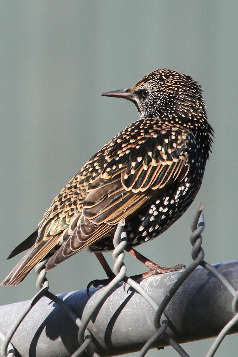 European Starling - ML73101921