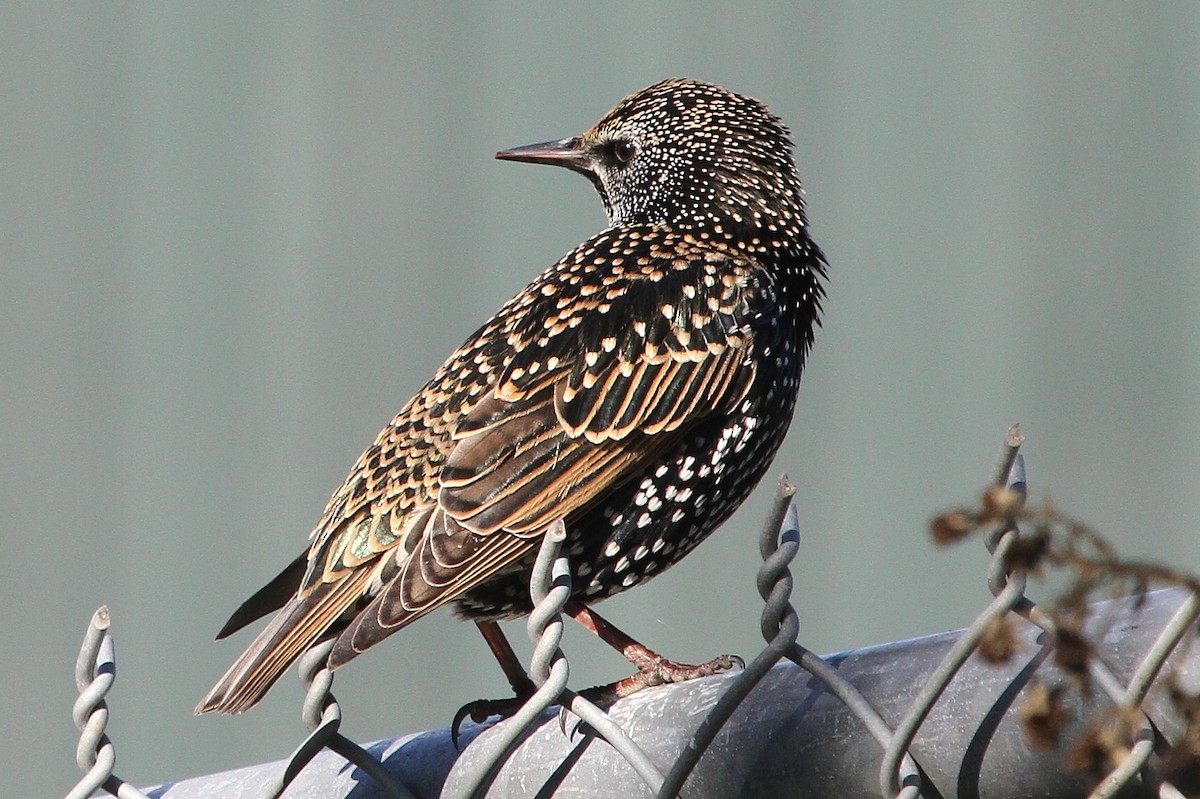 European Starling - John F. Gatchet