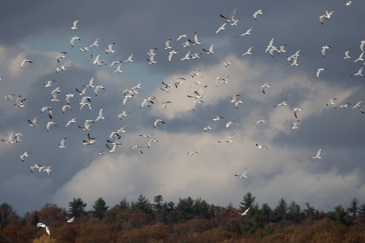 Ring-billed Gull - Don McCracken