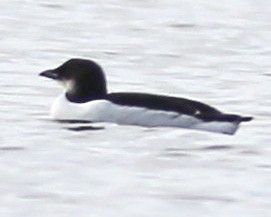 Thick-billed Murre - ML73103961