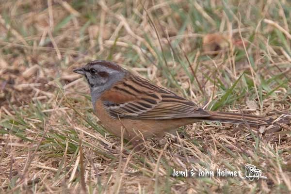 Godlewski's Bunting - ML731040