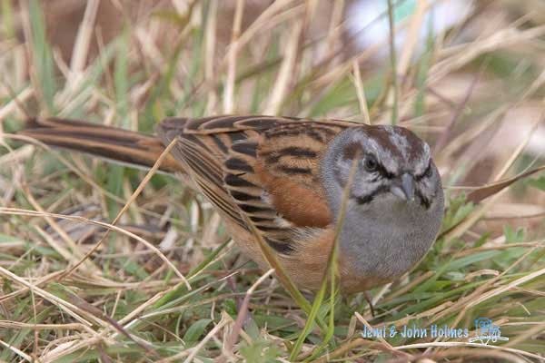 Godlewski's Bunting - ML731041