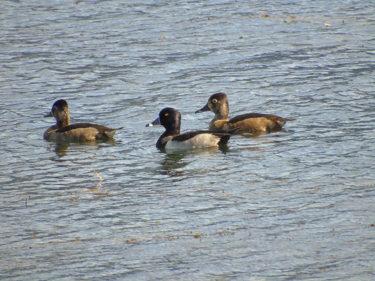 Ring-necked Duck - SALVADOR COQUIX