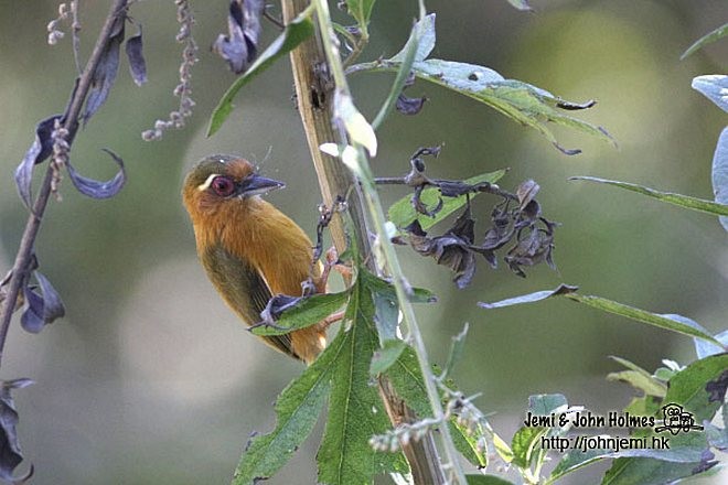 White-browed Piculet - ML731051