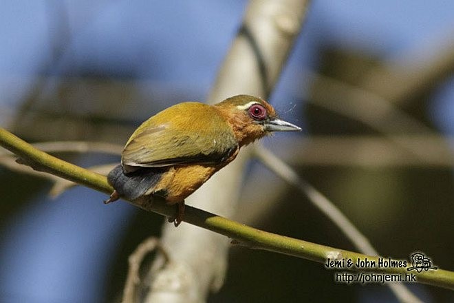 White-browed Piculet - ML731052