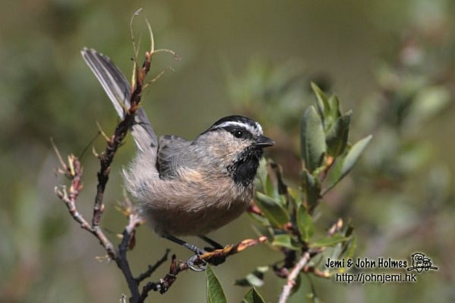 White-browed Tit - John and Jemi Holmes