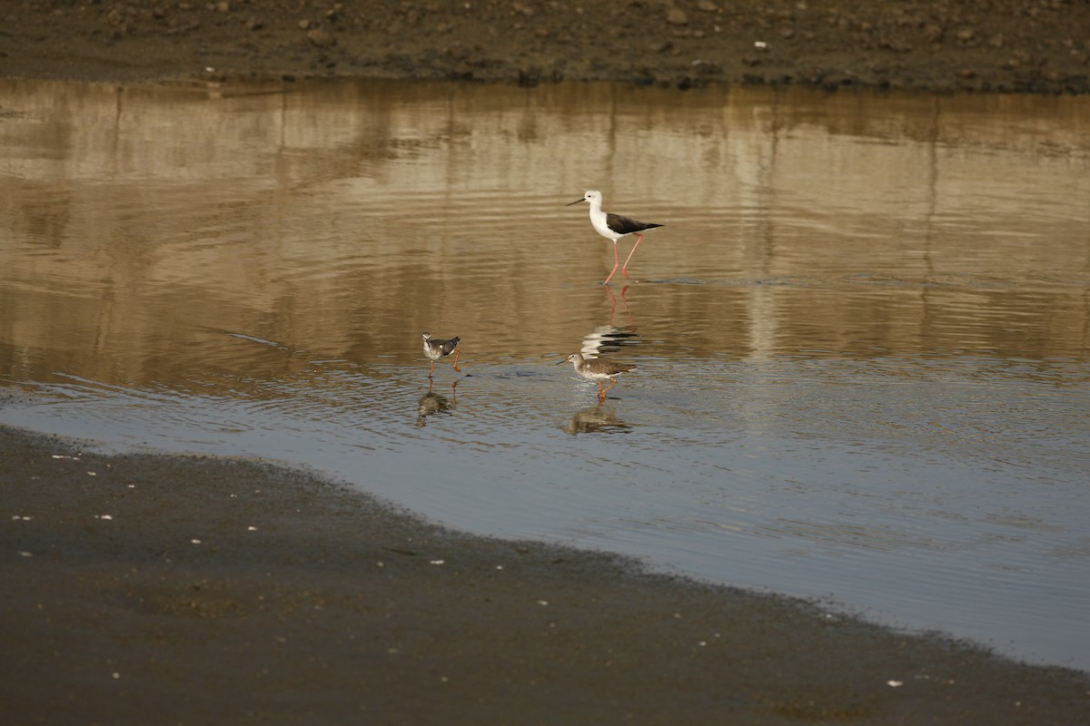 Common Redshank - ML73105841