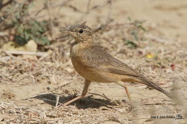 Long-billed Pipit (Burmese) - ML731068