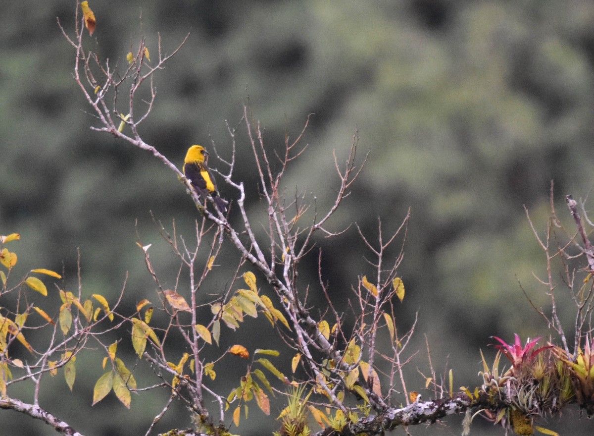 Black-thighed Grosbeak - Ryan Andrews