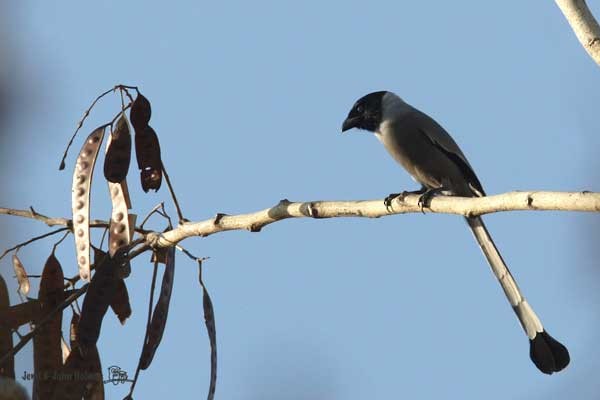 Hooded Treepie - ML731070