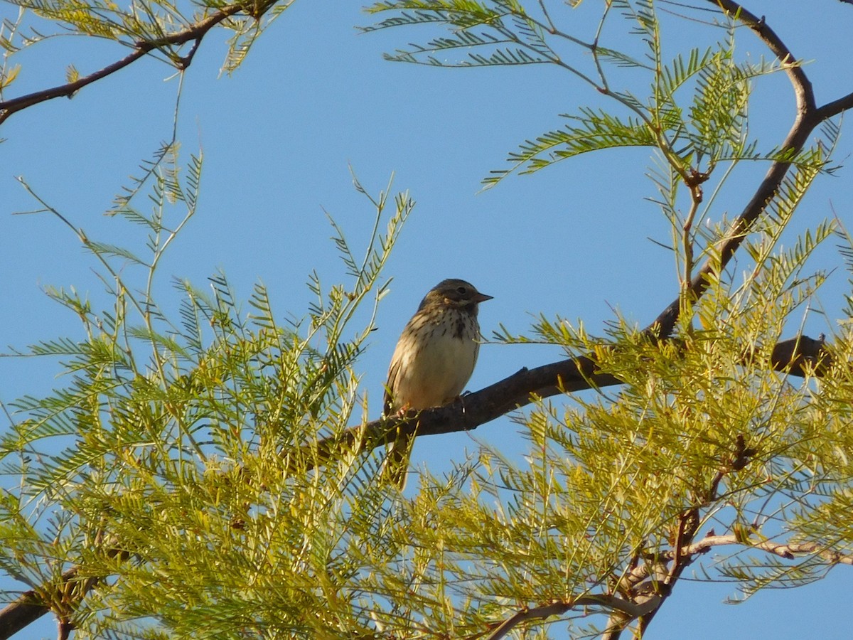 Savannah Sparrow - ML73107091