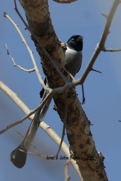 Hooded Treepie - ML731071