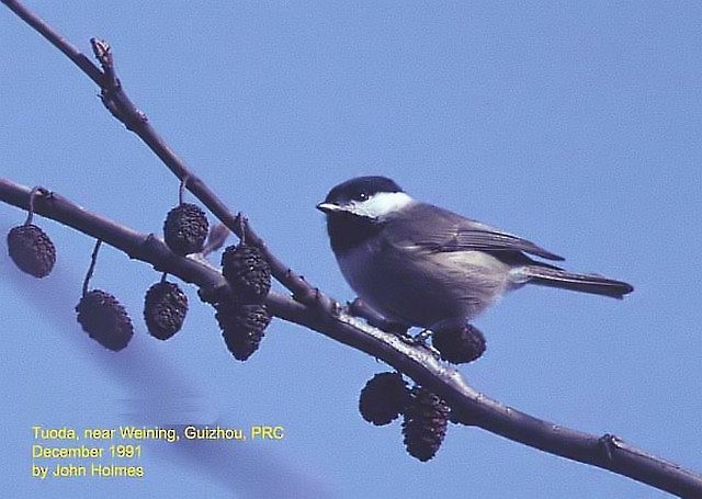 Black-bibbed Tit - ML731074