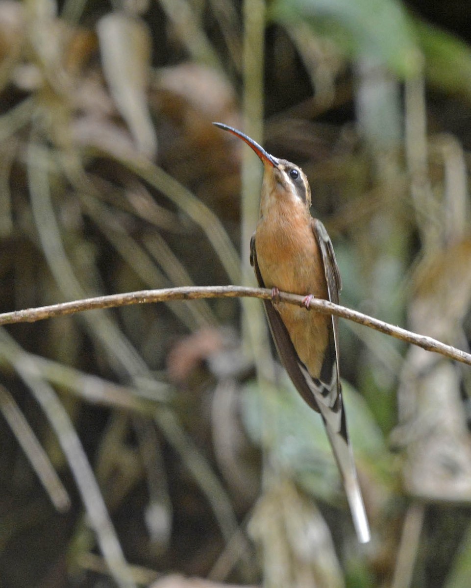 Great-billed Hermit - ML73108651