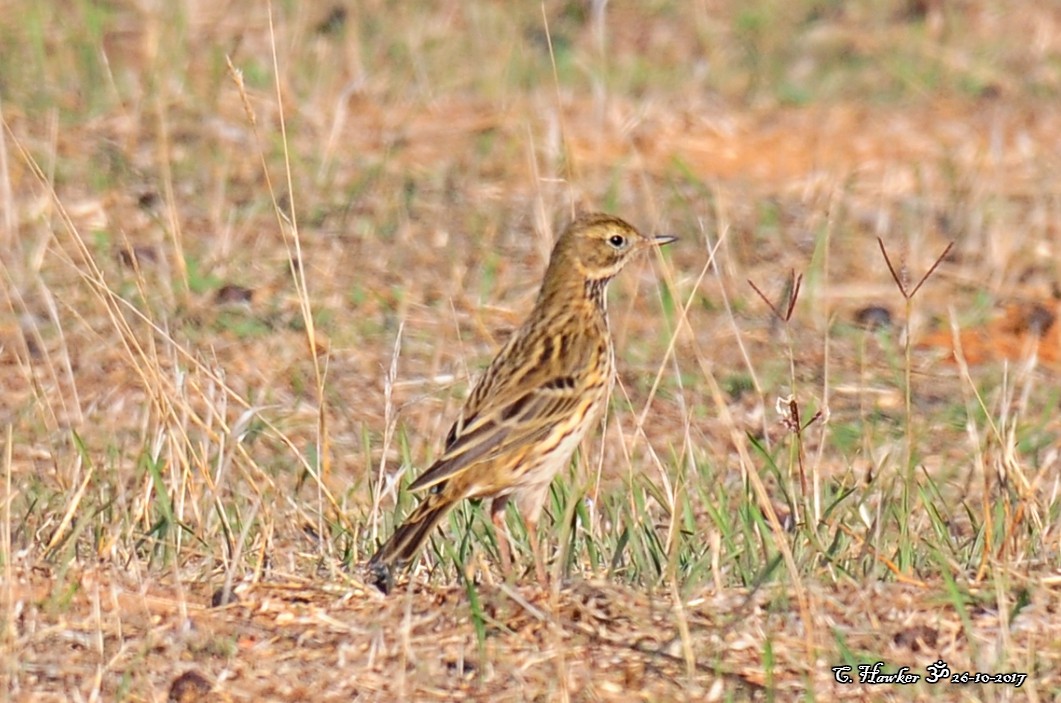 Meadow Pipit - ML73108711