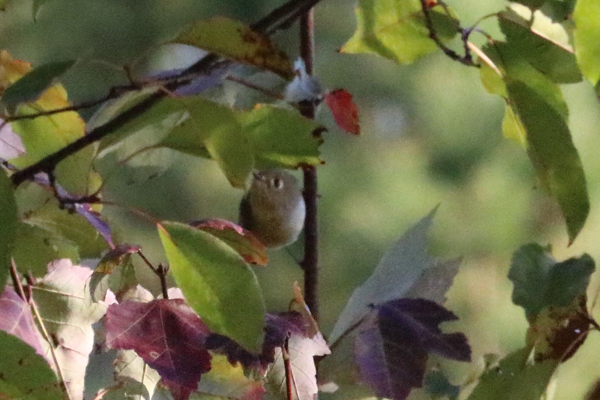 Roitelet à couronne rubis - ML73108971