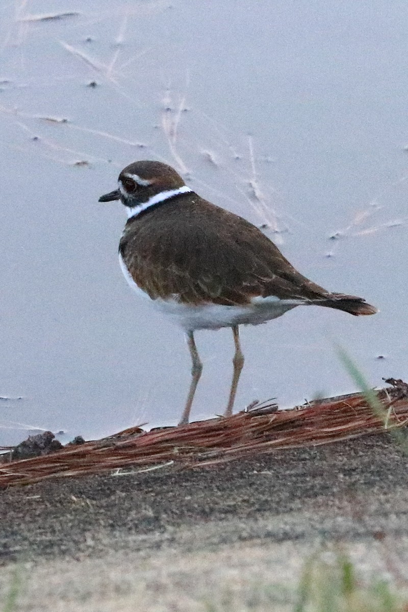 Killdeer - ML73108991