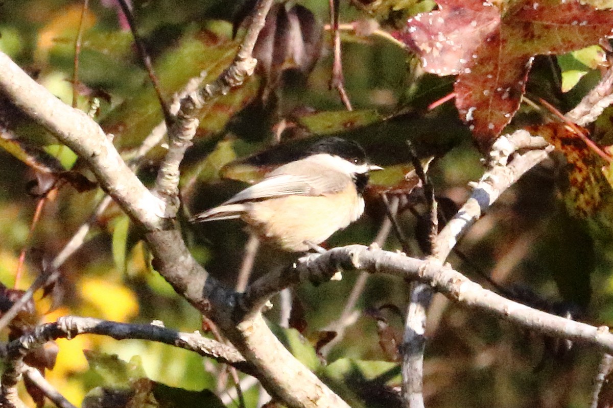 Carolina Chickadee - ML73109021