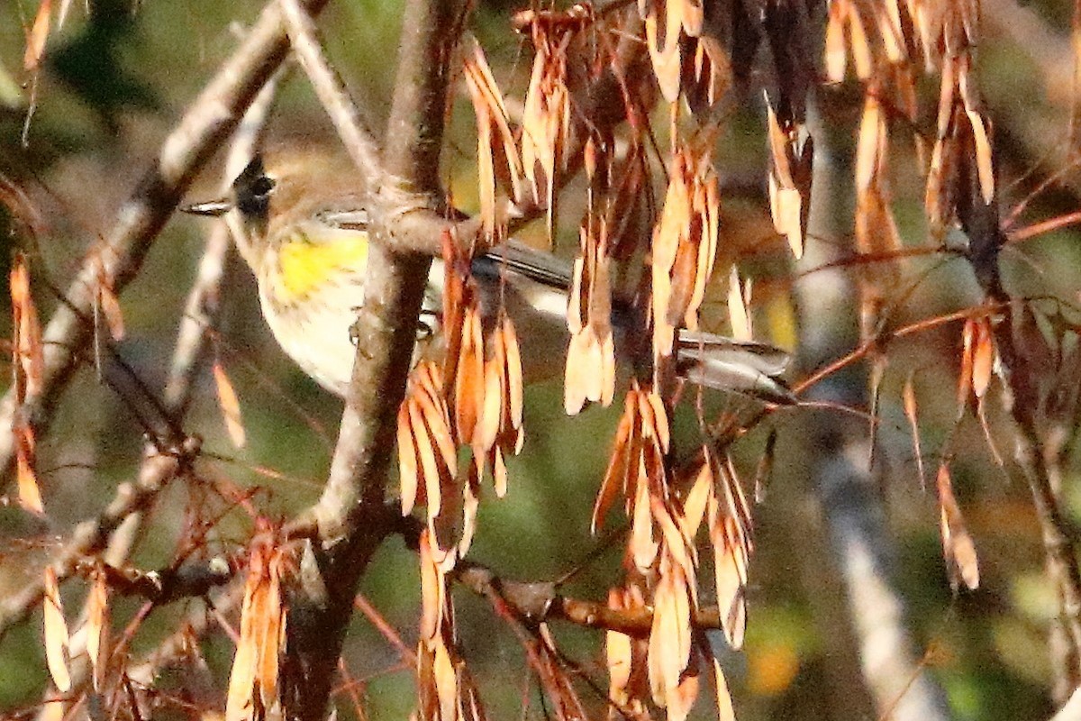 lesňáček žlutoskvrnný (ssp. coronata) - ML73109041