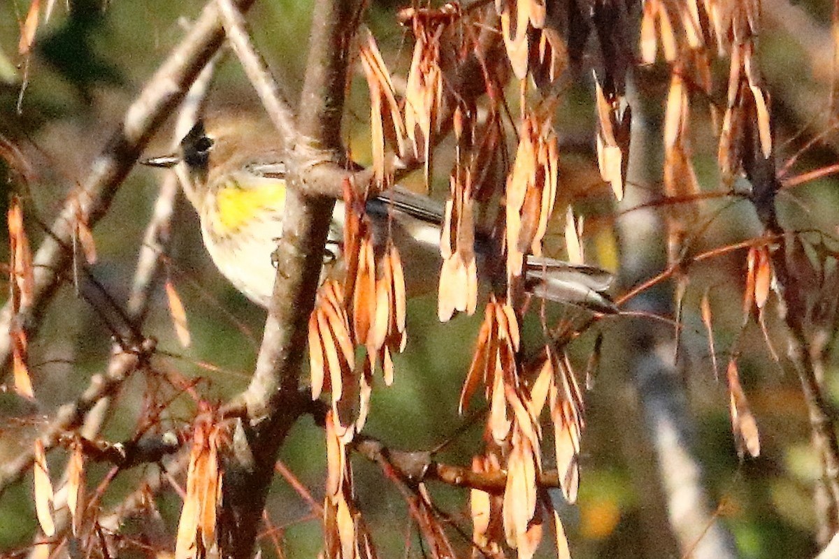 キヅタアメリカムシクイ（coronata） - ML73109041