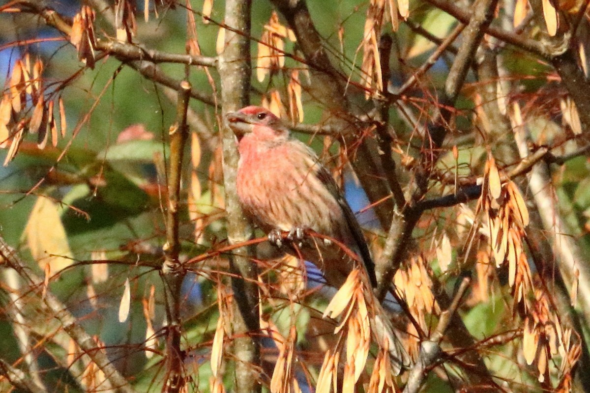 House Finch - ML73109081