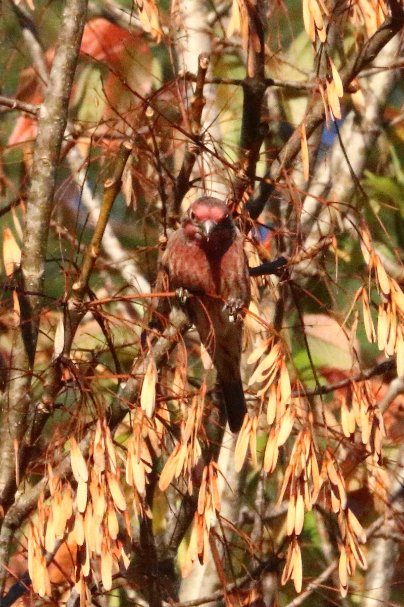 House Finch - ML73109101