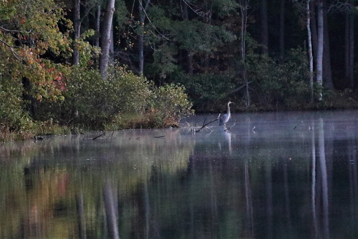 Great Blue Heron - ML73109141