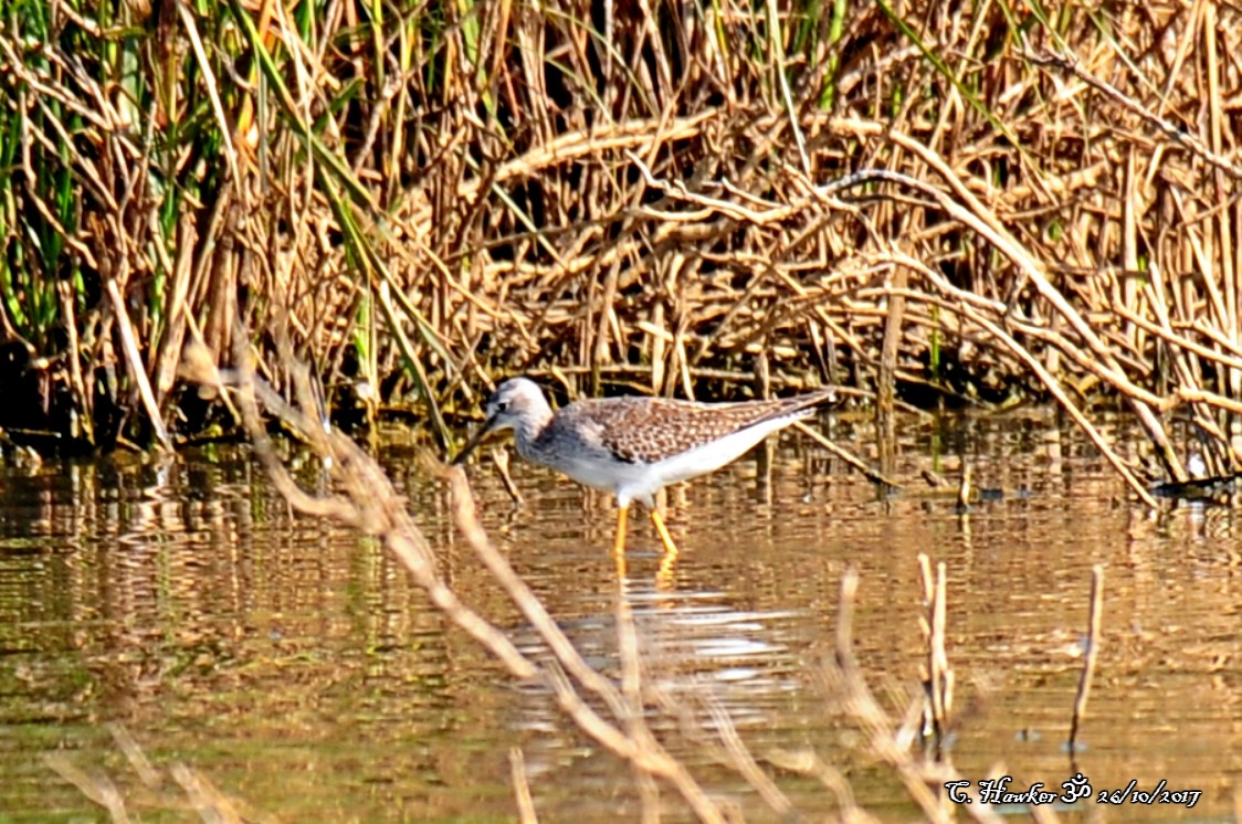 Lesser Yellowlegs - Carl  Hawker