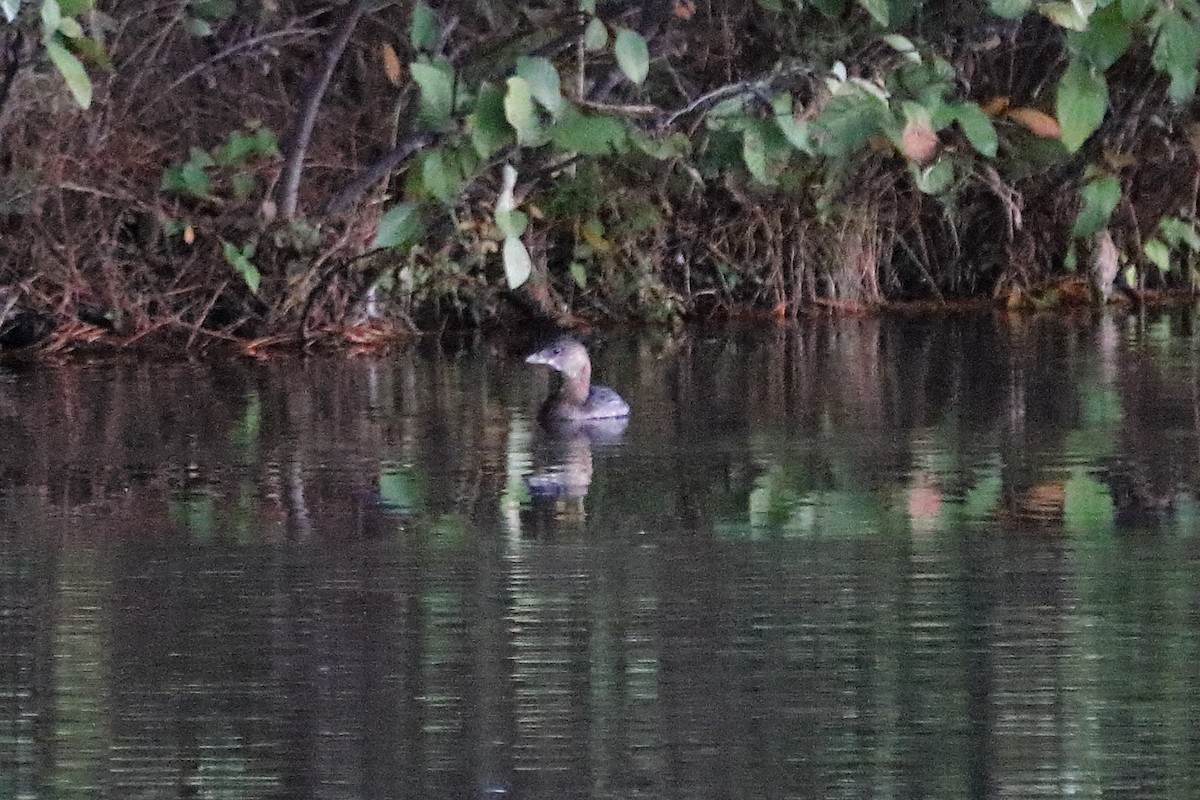 Pied-billed Grebe - ML73109211