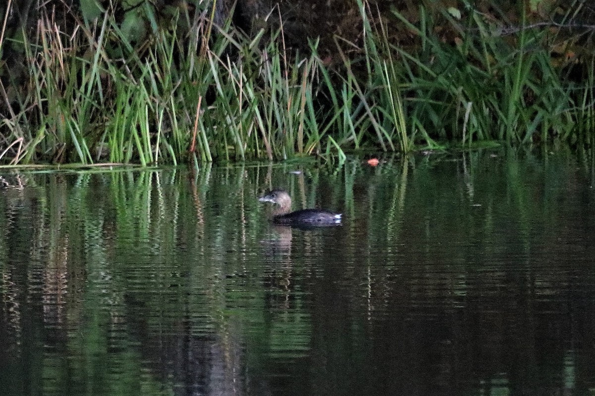 Pied-billed Grebe - ML73109231