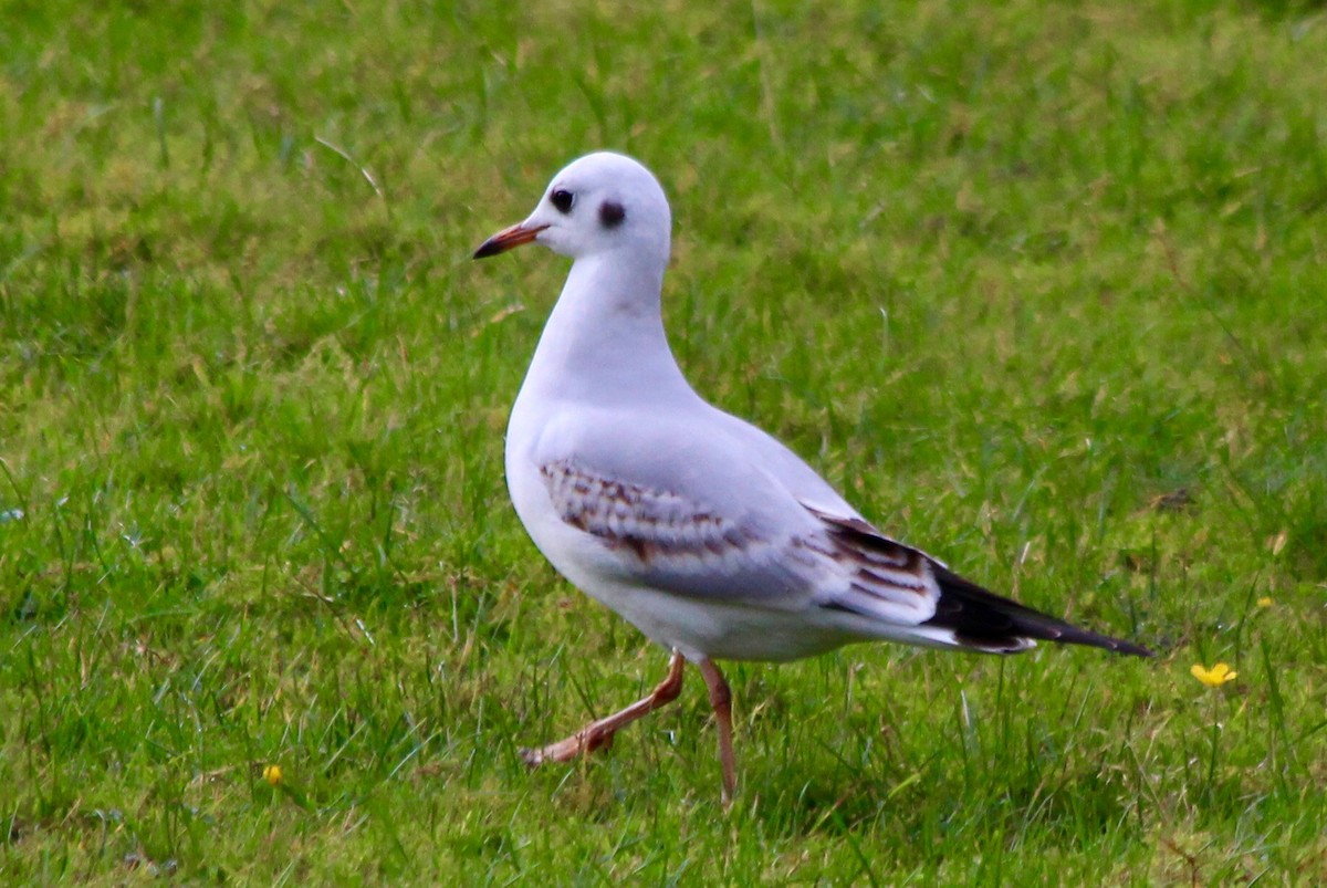 Black-headed Gull - john tuach