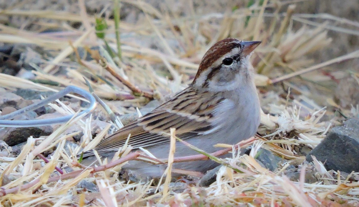 Chipping Sparrow - ML73109801