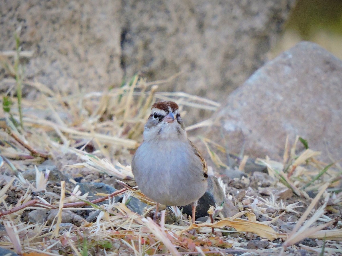 Chipping Sparrow - ML73109811