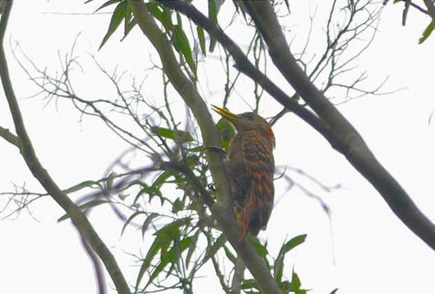 Bay Woodpecker - Kwan Kwan