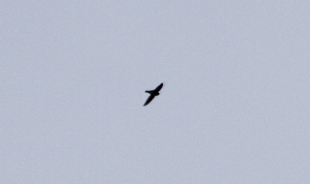 Whitehead's Swiftlet - ML731108