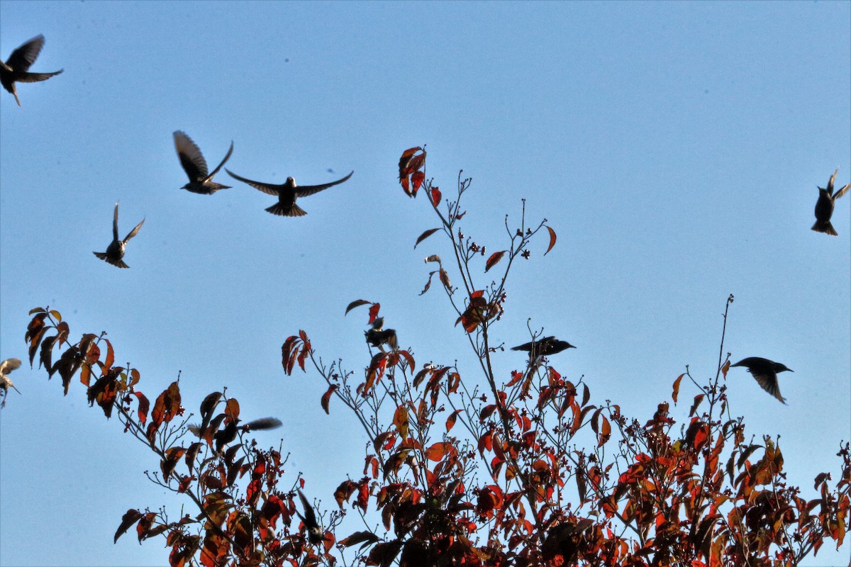 European Starling - ML73110801