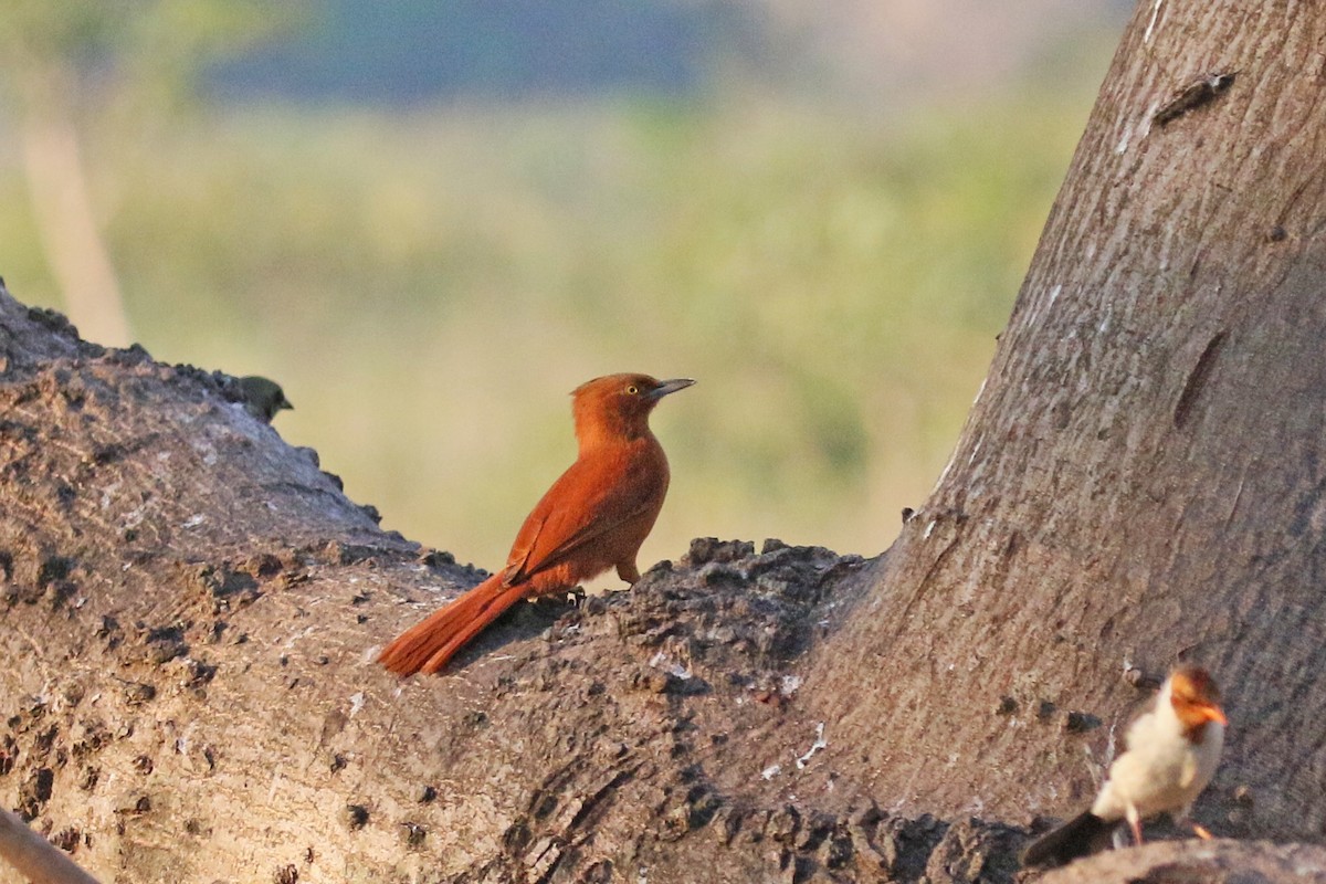 Rufous Cacholote - David Lang