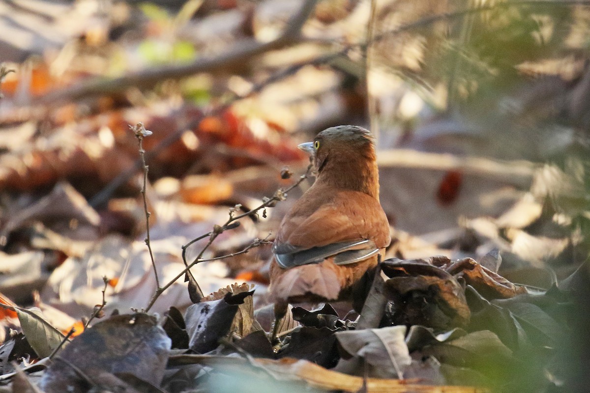 Rufous Cacholote - ML73112871