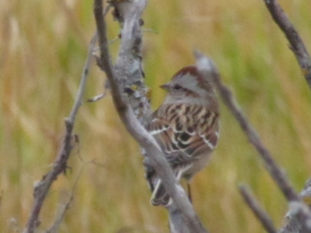 American Tree Sparrow - ML73114861