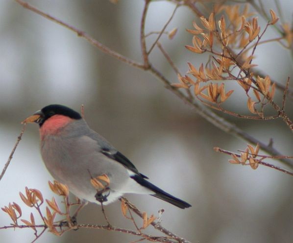Eurasian Bullfinch (Baikal) - ML731151