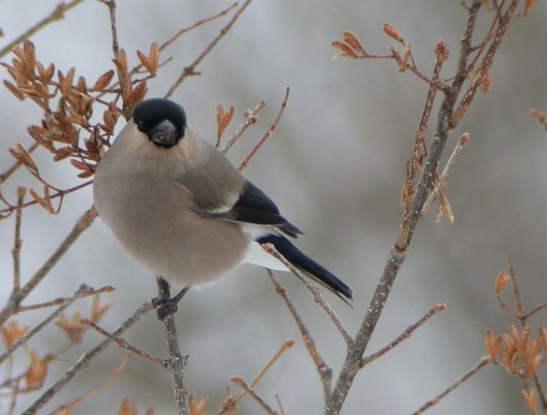 Eurasian Bullfinch (Baikal) - ML731152