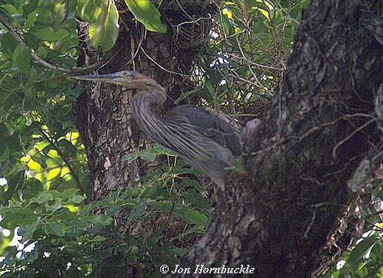 Great-billed Heron - ML731156